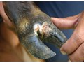 PREVENTION AND TREATMENT OF FOOT AND MOUTH DISEASE (FMD)
