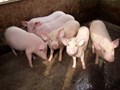 EFFECTIVE PREVENTION OF MMA SYNDROME IN SOWS