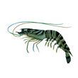 Health management, disease prevention and treatment in shrimp