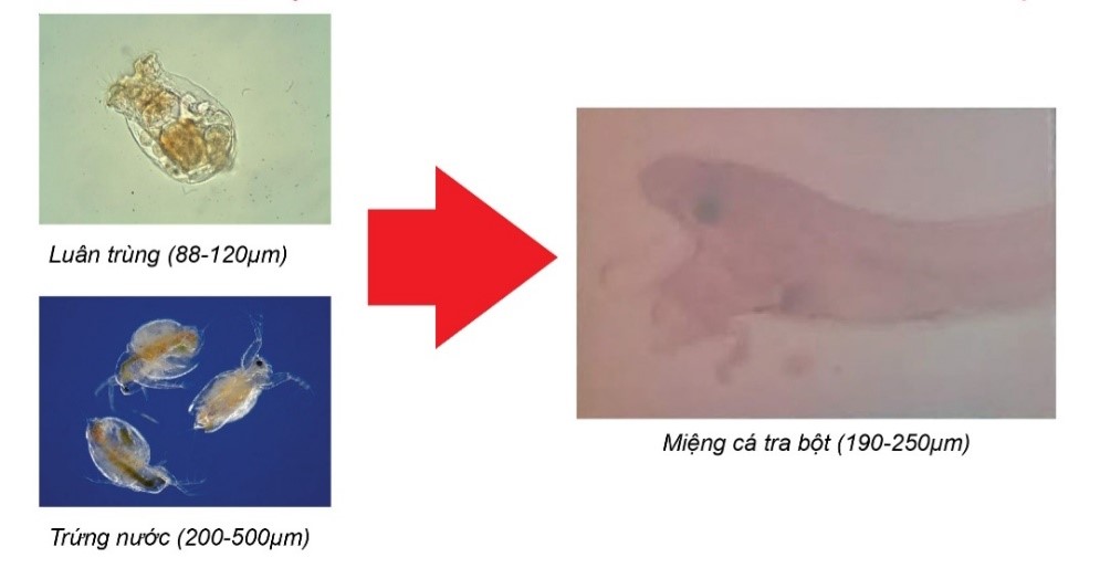 CẢI TIẾN CÔNG TÁC ƯƠNG GIỐNG GIÚP NÂNG CAO TỈ LỆ SỐNG VÀ CHẤT LƯỢNG GIỐNG CÁ TRA