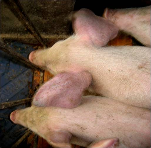 Các bệnh liên quan khác có thể xuất hiện khi lợn bị đau chân sau?