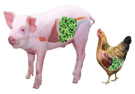 SỬ DỤNG CÁC PROBIOTICS TRONG CHĂN NUÔI