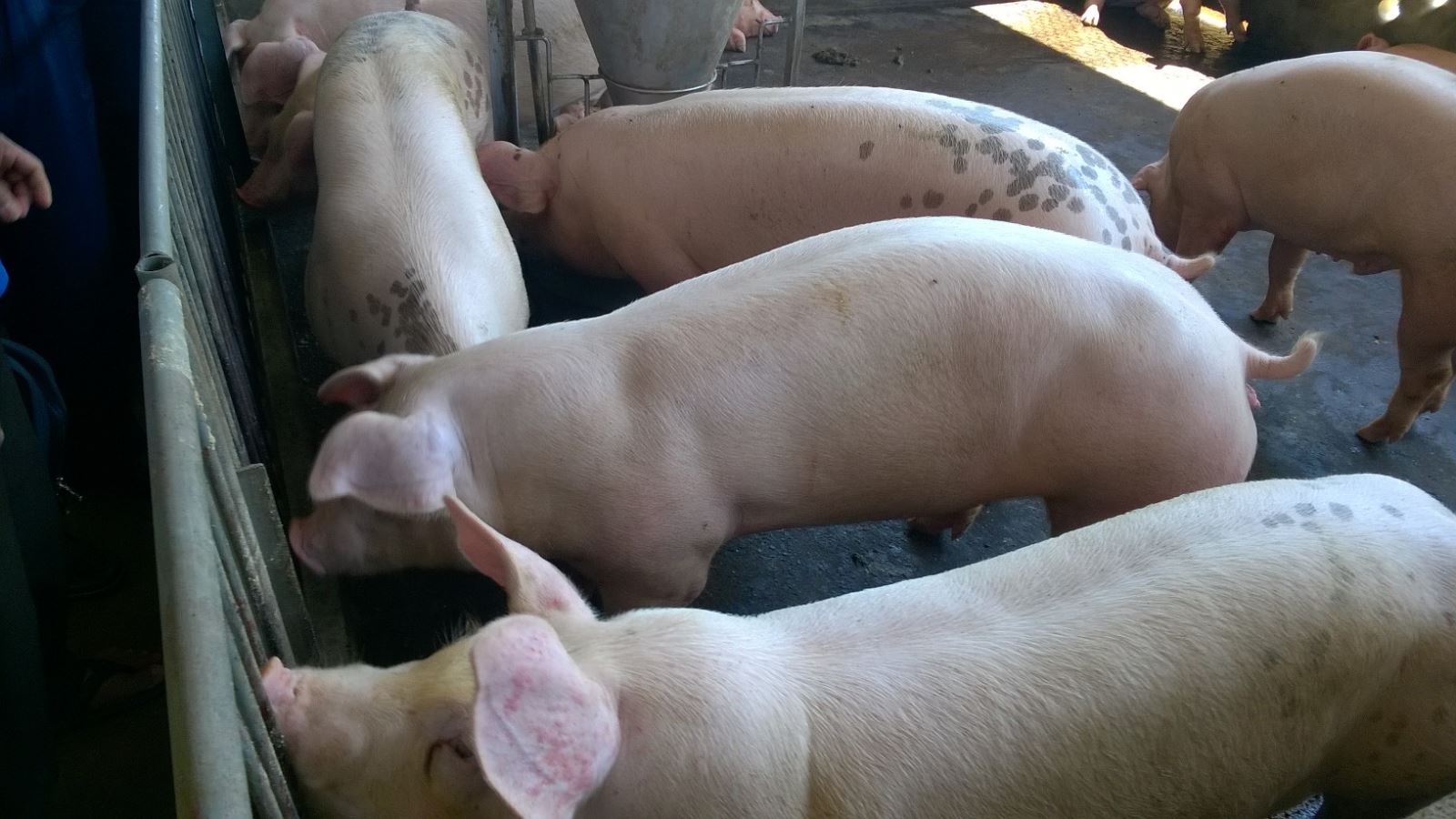 I HEARD THAT “BOVINE CYSTICERCOSIS”, “PORCINE CYSTICERCOSIS” COULD BE TRANSMITTED INTO HUMAN? WHAT ARE THEY?