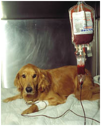 KỸ THUẬT TRUYỀN MÁU CHO CHÓ – CÁC PHẢN ỨNG VÀ BIỆN PHÁP CAN THIỆP