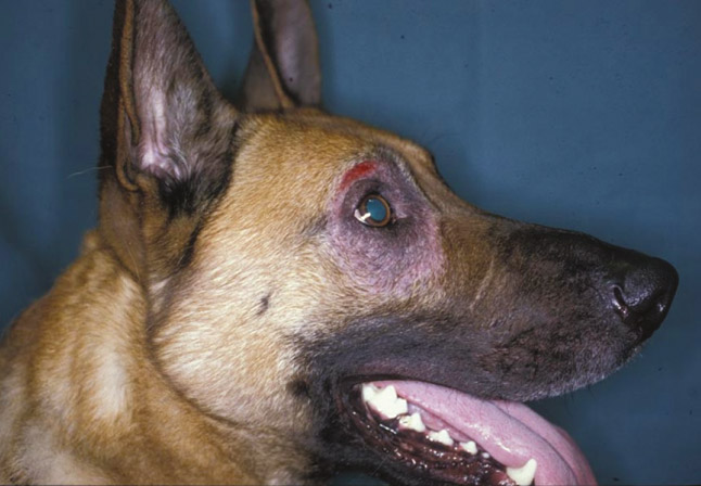 mange in dogs around eyes