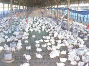 PREVENTION FOR AVIAN INFLUENZA A/H5N1 AND 1/H7N9 FOR AVIAN AND HUMAN