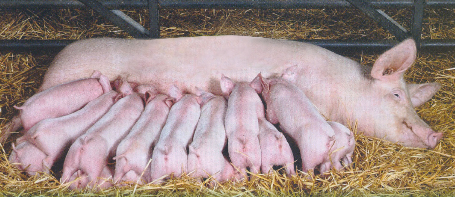Lợn bị viêm đường tiết niệu có ảnh hưởng gì đến sức khỏe và tăng trưởng của nó?
