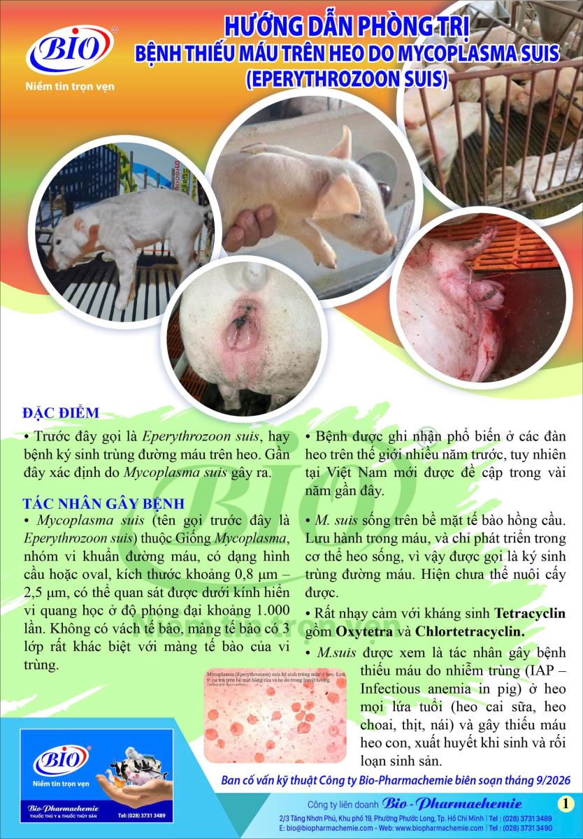 HƯỚNG DẪN PHÒNG TRỊ BỆNH THIẾU MÁU TRÊN HEO DO MYCOPLASMA SUIS