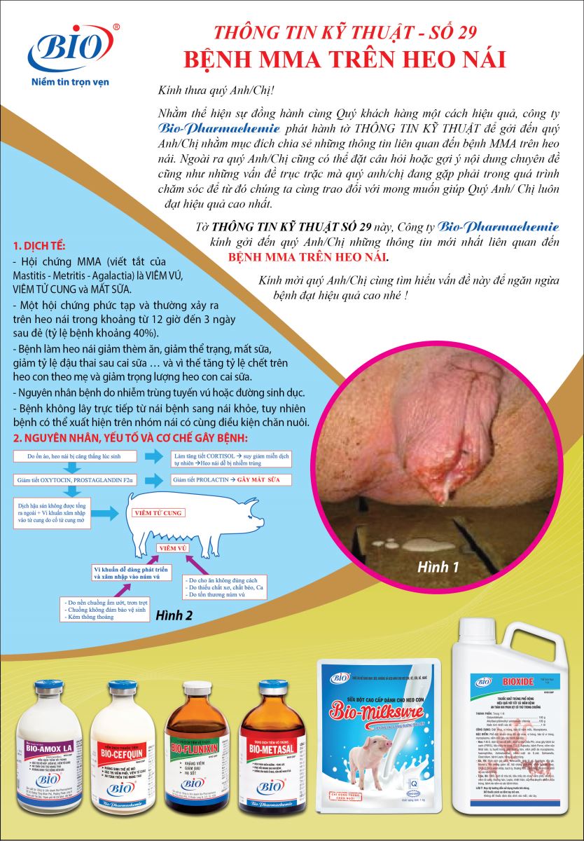 BỆNH MMA TRÊN HEO NÁI