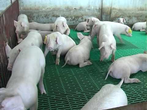 BIO- TRÊN DƯỜNG PHÁT TRIỂN 18 7 2016