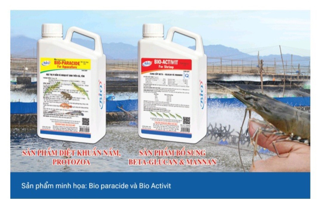 KIỂM SOÁT BỆNH ĐÓNG RONG TRÊN TÔM SÚ